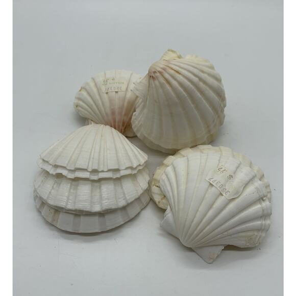 Vintage Lot Of 16 Made In Japan Clam Shells 2”-3” Crafts Appetizer ￼dish - Picture 1 of 6